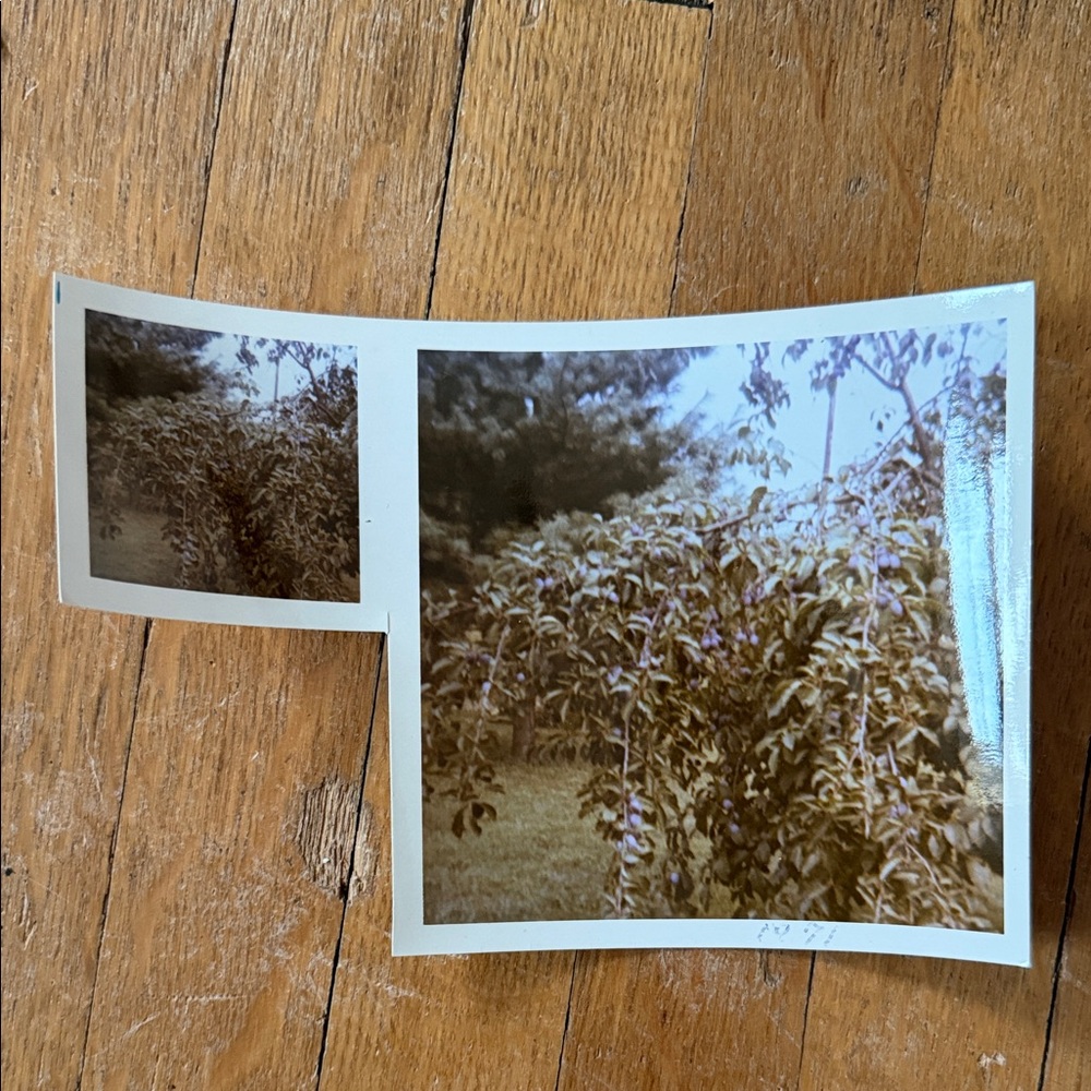 Vintage Photo Collection - Picture 2 of 11